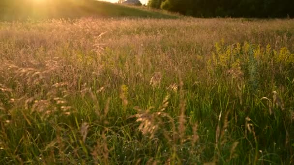 Schöne Wiese mit wildem Hafer bei Sonnenuntergang im Sommer — Stockvideo