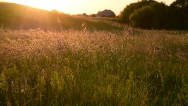 美丽的草地与野生燕麦在日落在夏天 — 图库视频影像
