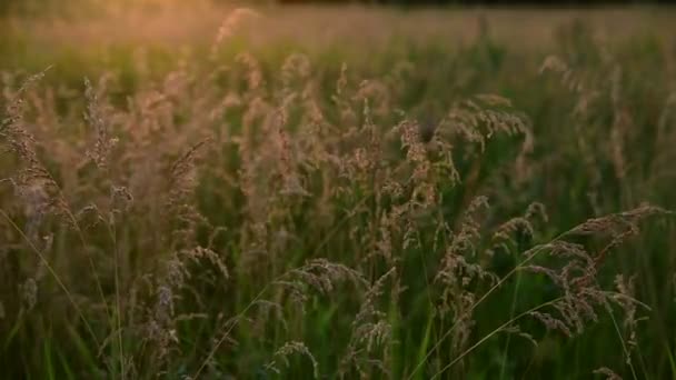 在日落的灯光下, 在风中美丽的野燕麦 — 图库视频影像