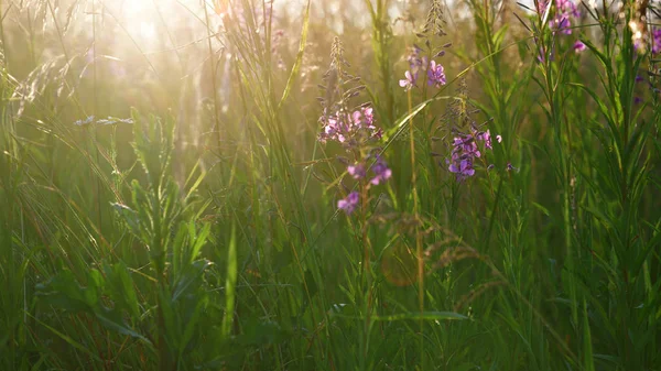 Hierba del prado y té de sauce al atardecer — Foto de Stock