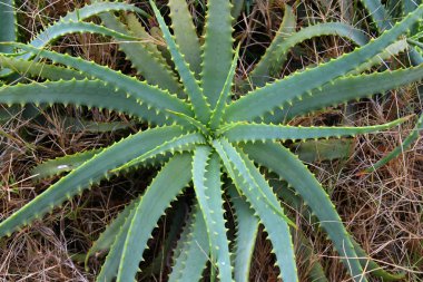Genç aloe arborescens doğada, bir parça