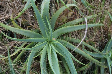 Doğada bir güzel genç aloe arborescens
