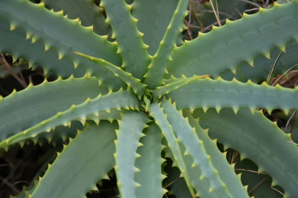 Junge Aloe Arborescens in der Natur, ein Fragment — Stockfoto