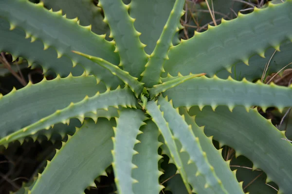 Joven aloe arborescens en la naturaleza, un fragmento —  Fotos de Stock