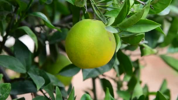 Niedojrzałe zielony pomarańczowy na drzewo — Wideo stockowe