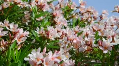 güzel zakkum bush güçlü rüzgarda sways