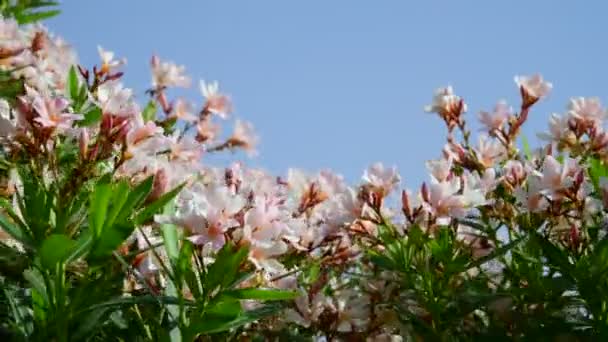 Mooie oleander bush zwieren in sterke wind — Stockvideo