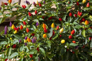 Flowerbed bir güzel dekoratif biber