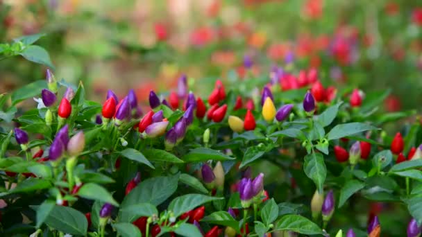 Beautiful multicolored fruits of decorative pepper — Stock Video