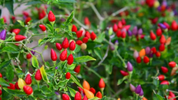 Belos frutos multicoloridos de pimenta decorativa — Vídeo de Stock