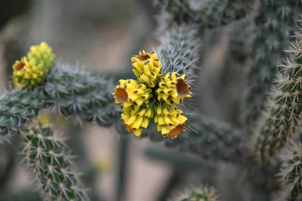 Un hermoso cactus con flores amarillas — Foto de Stock