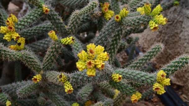 Un hermoso cactus con flores amarillas — Vídeos de Stock