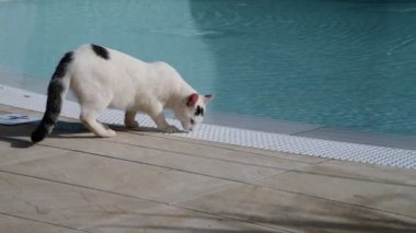Yetişkin kedi havuz başında beyaz
