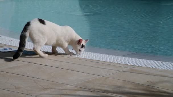 Белый взрослый кот у бассейна — стоковое видео