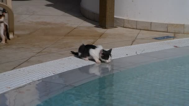 Gatito beber agua de la piscina exterior — Vídeo de stock