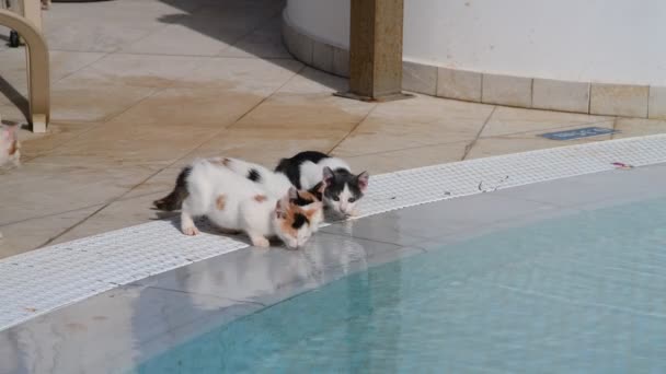 Kittens drinken water uit het zwembad buiten — Stockvideo