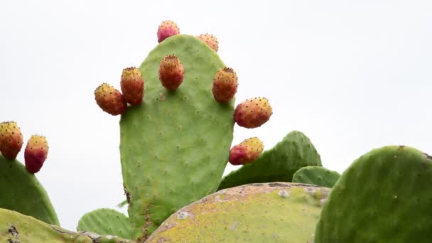 Beautiful prickly pear cactus on sky background — Stock Video