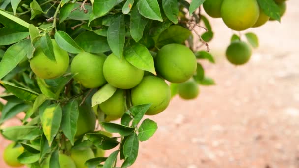 Muchos inmaduros naranja verde en el árbol — Vídeos de Stock