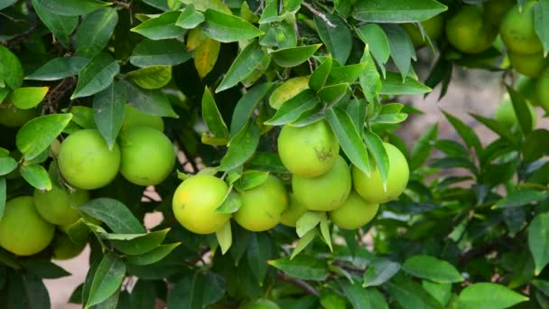 Many unripe green orange on tree — Stock Video