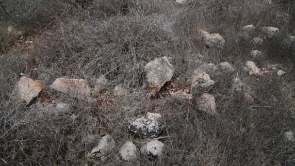 Dry grass on stony ground on the island of Cyprus — Stock Video