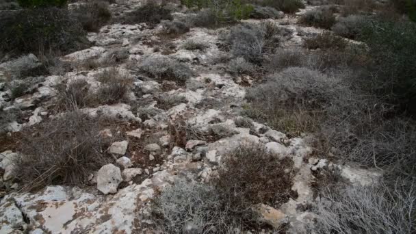 Herbe sèche sur un terrain pierreux sur l'île de Chypre — Video