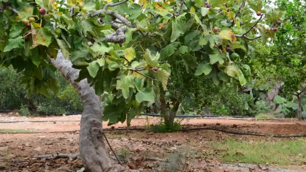 Árvore de figueira com frutos não maduros na natureza — Vídeo de Stock