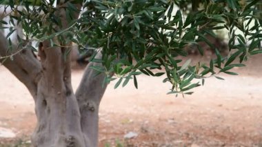Bir zeytin ağacı meyve olmadan parçası
