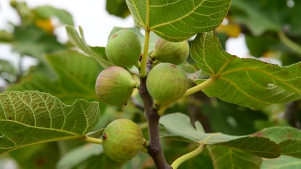 Drzewo figowe z niedojrzałymi owocami w ogrodzie — Wideo stockowe