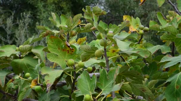Плоды смоковницы на ветвях — стоковое видео