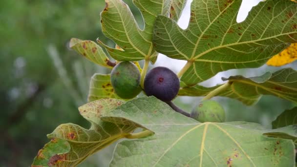 Fruits of fig tree on branch — Stock Video