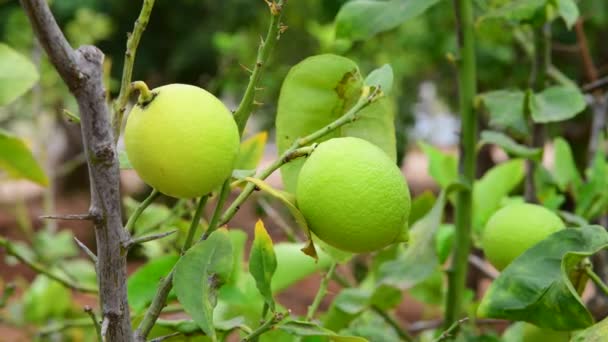 Los limones verdes inmaduros en una rama — Vídeos de Stock