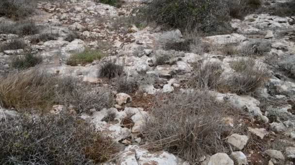 Herbe sèche sur un terrain pierreux à Chypre — Video