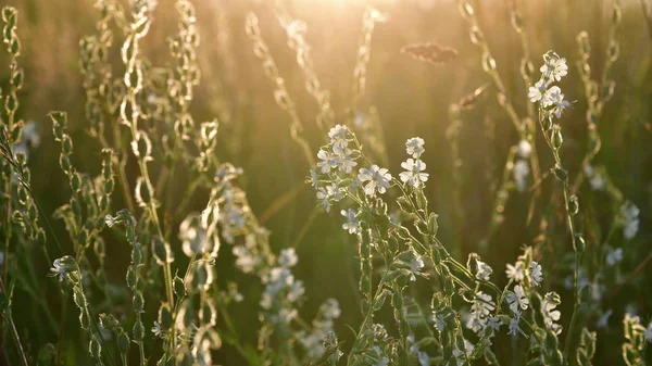 Das Wiesengras und die Saponaria bei Sonnenuntergang — Stockfoto