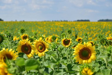 Öğleden sonra tarlada ayçiçeği güzel çiçekler