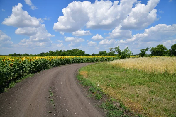 Drum pe marginea unui câmp cu floarea-soarelui înfloritoare — Fotografie, imagine de stoc