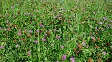 Güzel yaz çayır yonca Rusya ile