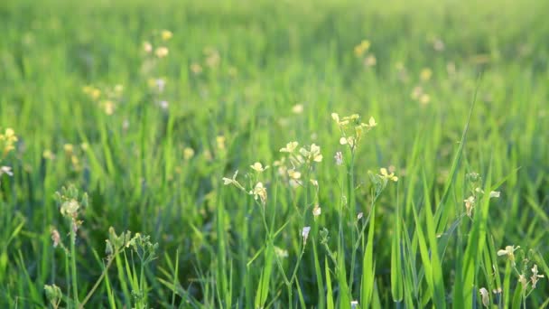 ロシアで黄色の菜種の草原 — ストック動画