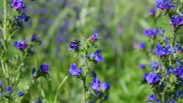 Blue wildflowers with colorful beetles in Russia — Stock Video