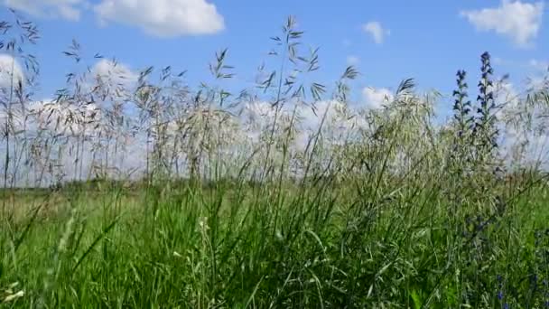 Grama de campo bonita contra o céu na Rússia — Vídeo de Stock