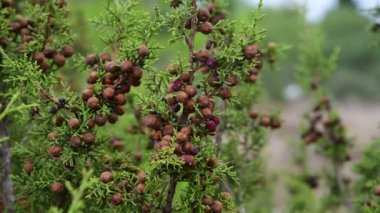 koniler dallar selvi Kıbrıs Adası