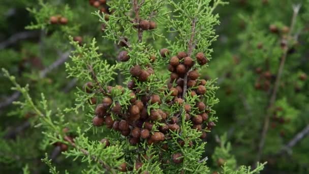 Cones on branches of cypress on the island of Cyprus — Stock Video