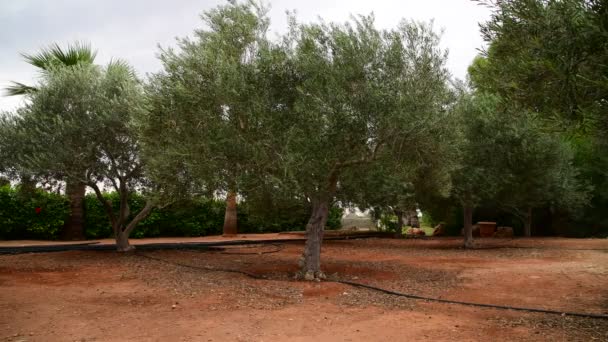 Fragmento de jardín con olivos en noviembre en Chipre — Vídeos de Stock