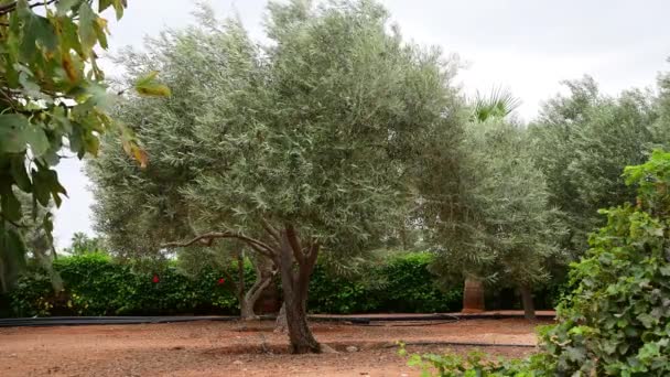 Фрагмент сада с оливковыми деревьями в ноябре на Кипре — стоковое видео