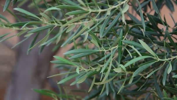 Un fragmento de una rama de olivo — Vídeos de Stock
