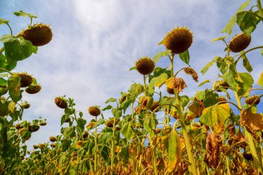 Rusya Ağustos ayında olgun Ayçiçeği tarlası. Alt görünümü