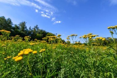 güzel sarı solucan otu çayır gökyüzü karşı