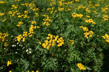 Çok güzel bir çayırda solucan otu sarı