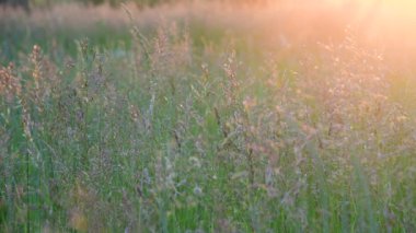 Günbatımı ve larvalarını güzel alan çim