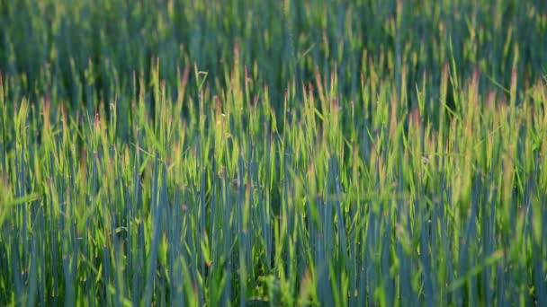 Spruiten van jonge tarwe bij zonsondergang — Stockvideo