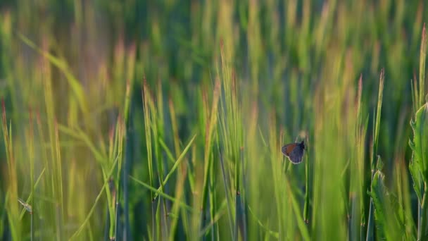 Hermosa mariposa en brotes jóvenes de trigo — Vídeo de stock